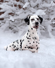 Dalmatian dog in the snow concerned