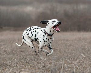 Dalmatian dog running fast funny face