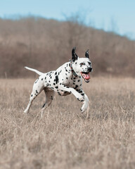 Dalmatian dog running fast funny face