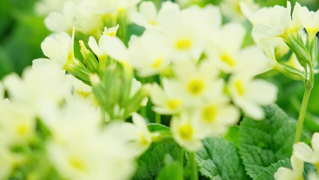 Easter concept. Primrose Primula with yellow flowers in flowerbed in spring time. Inspirational natural floral spring or summer blooming garden or park. Hello spring