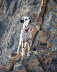 Dalmatian dog staying on stones