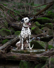 Dalmatian dog sitting on stones in the woods