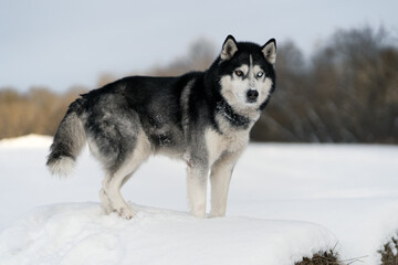 Husky dog ​​with multi-colored eyes on a snowy landscape.