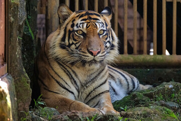 tiger in the zoo