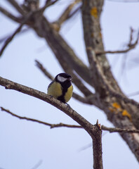 a bird