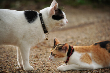 white and cat