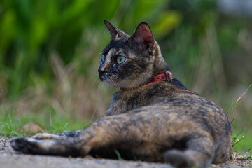 portrait of a cat