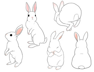 白いうさぎ　セット