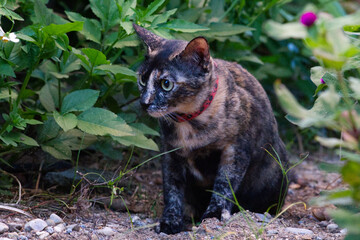 black cat on a tree