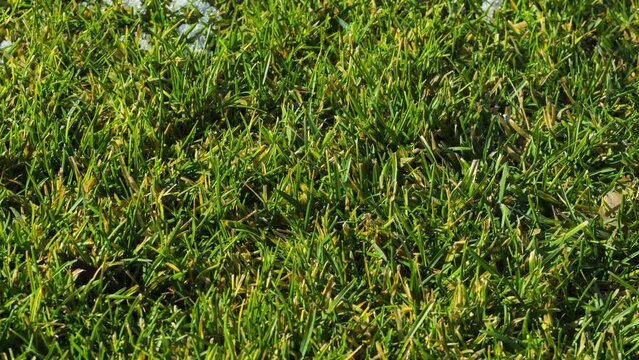 Snow melts on green grass. The coming of spring . Timelapse 4k video