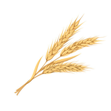 Wheat ears vector illustration. Cartoon golden branch with whole cereal grains and spikes on stalk, spikelets of wheat, barley or oat in bunch, gold of organic harvest from farm field in autumn