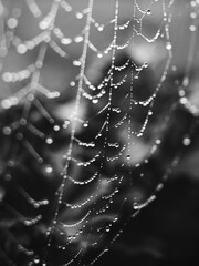 Taufrisches Spinnennetz