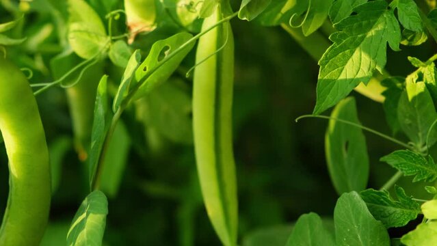 Gardening and agriculture concept. Perfect green fresh ripe organic peas ready to harvesting on branch in garden. Vegan vegetarian home grown food production. Local garden produce clean pea pods