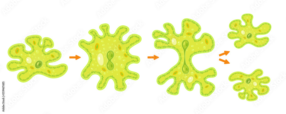 Wall mural amoeba binary fission infographic.reproduction of simplest bacteria. formation of unicellular organi