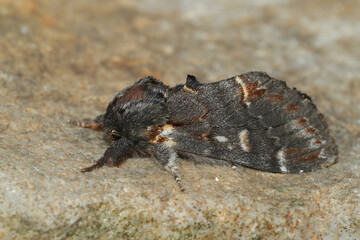 Closeup on an Iron prominent moth, Notodonta dromedarius, sitting on stone