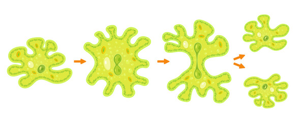 Amoeba binary fission infographic.Reproduction of simplest bacteria. Formation of unicellular organisms.