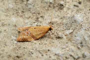 Closeup on the small privet tortrix moth, Clepsis consimilana