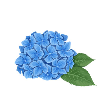 Hydrangea vector illustration. Cartoon blue flowers and green leaves in spring or summer romantic bouquet, delicate hortensia blossoms and buds for floral natural garland, blooming hydrangea
