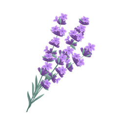 Fototapeta na wymiar Lavender vector illustration. Cartoon plant with bunch of lilac flowers and green leaf, spring bouquet from Provence field or garden, aroma lavender herbs with scent for aromatherapy, herbal cosmetics