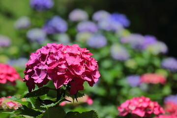 雨に濡れて咲く