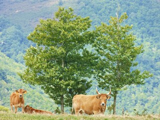 RAZA DE VACA AUTÓCTONA DE LUGO, GALICIA