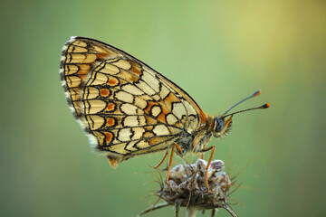 Closeup on the Mediterranean blue-eyed Provincal fritillary butterfly,Melitaea deione, sittng with closed wings in the shade