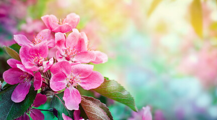 Spring flowers on a branch against the background of a blooming spring garden. Blooming quince, spring background.