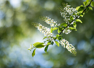 Spring flowers on a branch against the background of a blooming spring garden. Blooming blossom, spring background.