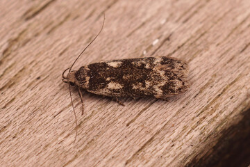 Closeup on the small brown birch sober micro moth , Anacampsis blattariella, sitting on wood in the...