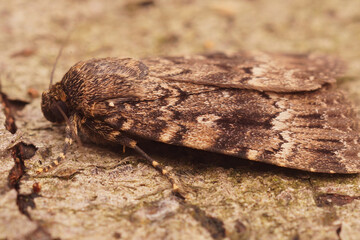 Closeup on the European brown colored Pyramidal Green fruitworm, Amphipyra pyramidea, sitting on wood