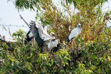 A pair of asian openbill stork mating on top of a tree in the middle of Cauvery river inside...