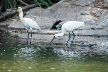 A group of Spoon bills drinking water from Cauvery river inside Ranganathittu Bird Sanctuary during a boat ride.