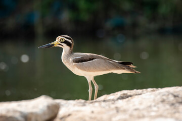 A stone curlew or great thicknee resting on a boulder submerged in kaveri river during a boat ride