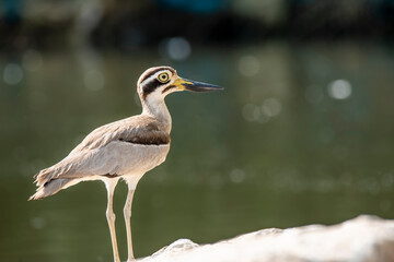A stone curlew or great thicknee resting on a boulder submerged in kaveri river during a boat ride