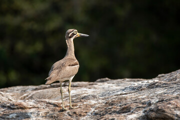 A stone curlew or great thicknee resting on a boulder submerged in kaveri river during a boat ride