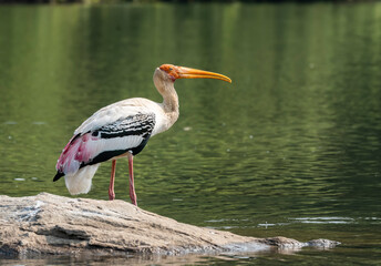 A painted stork drinking water from Kaveri river inside Ranganathittu Bird sanctuary on the outskirts of Mysore during a boat ride
