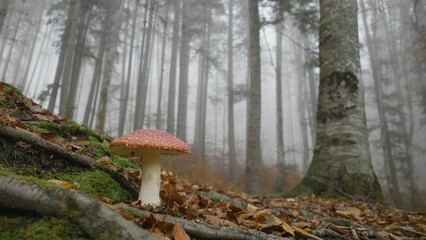 Tilt up view of red mushroom and high trees of the forest
