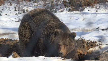 Brown bear digging the den in the ground, preparing for hibernation