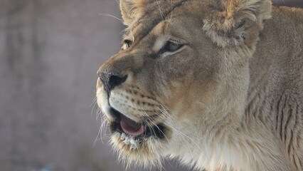 Lioness (Panthera leo female) portrait