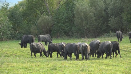 Fototapeta premium Herd of black buffaloes grazing the green pasture