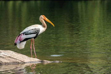 A painted stork drinking water from Kaveri river inside Ranganathittu Bird sanctuary on the outskirts of Mysore during a boat ride