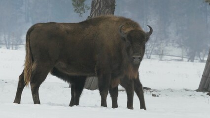 Wisent calf suckling from its mother in wintertime