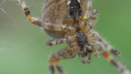 Ventral macro of garden spider (Araneus diadematus)
