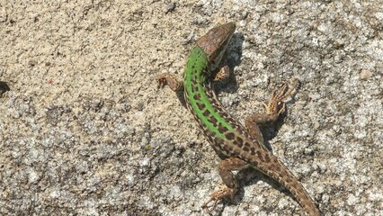Close-up of Italian wall lizard (Podarcis siculus) on a stone