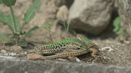 Italian wall lizard (Podarcis siculus) male immobilizing female for mating