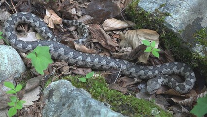 Long nose viper (Vipera ammodytes) male resting between the rocks