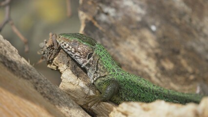 Naklejka na ściany i meble Green lizard (Lacerta viridis) female basking then run away
