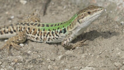 Gorgeous male of italian wall lizard (Podarcis siculus campestris)