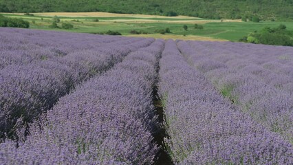 Fototapeta na wymiar Lavender (Lavandula flowers) culture rows on field, beautiful landscape
