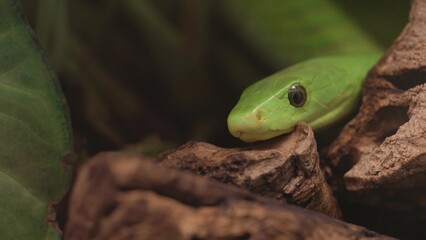 Eastern green mamba (Dendroaspis angusticeps) snake head hidden in wood trunk